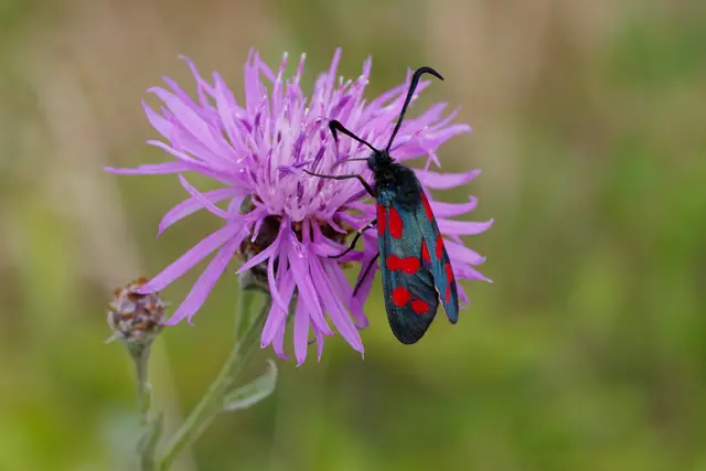 Auch bekannt unter dem Namen Sechsfleck-Widderchen.
Die roten Flecken warnen die Fressfeinde - giftig!
