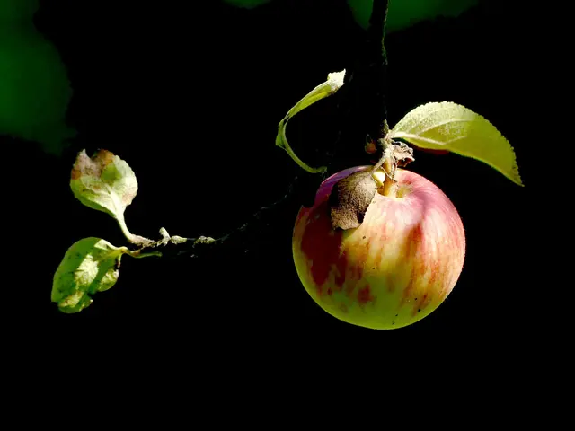 .. gestaltet am Apfelbaum, mit entsprechendenm Hintergrund u.Licht.. 👌