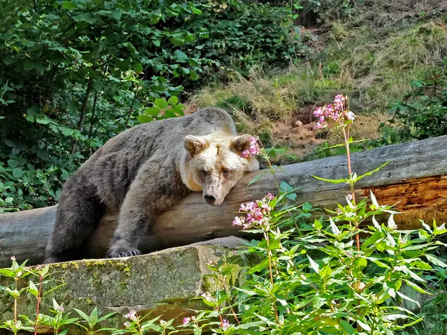 ...die sollten mir lieber Futter geben, anstatt mich zu fotografieren. | Foto: Alfred Schramm