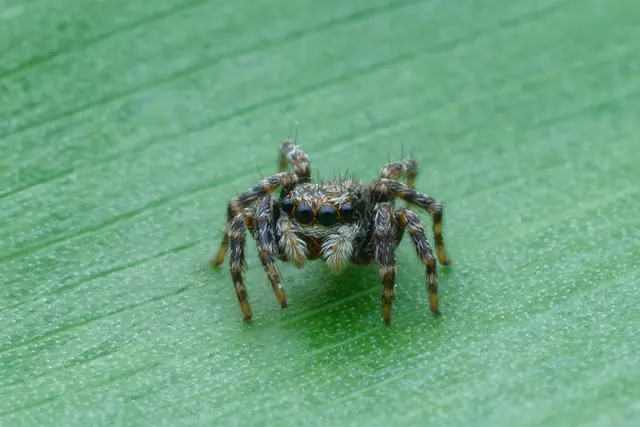 Da ich mich derzeit mit Makrofotografie beschäftige war die "Springspinne"
ein schönes Fotomodel das nach ein paar Aufnahmen wieder an der Balkonwand entschwand (zu den vier vorderen Augen sind noch je zwei an den Seiten)

