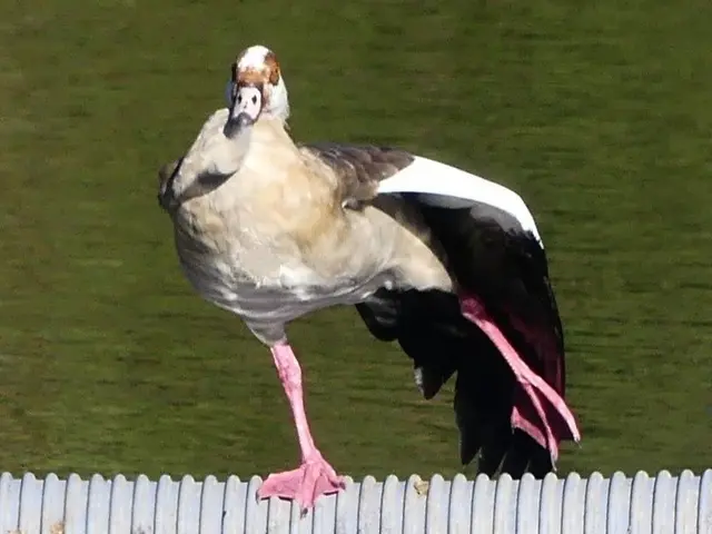 u.  bei dieser Show als Krönung, eine ausgerupfte Feder im Schnabel 😲