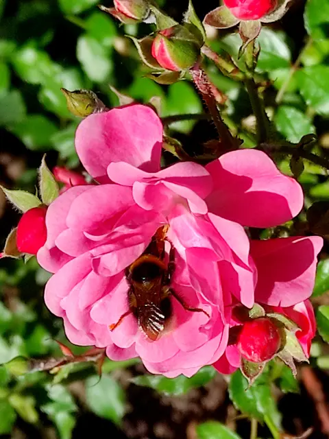 .. im heimischen "Rosengarten".. 👍👌