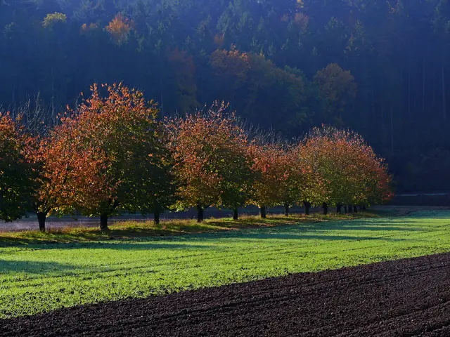Foto: Alfred Schramm
