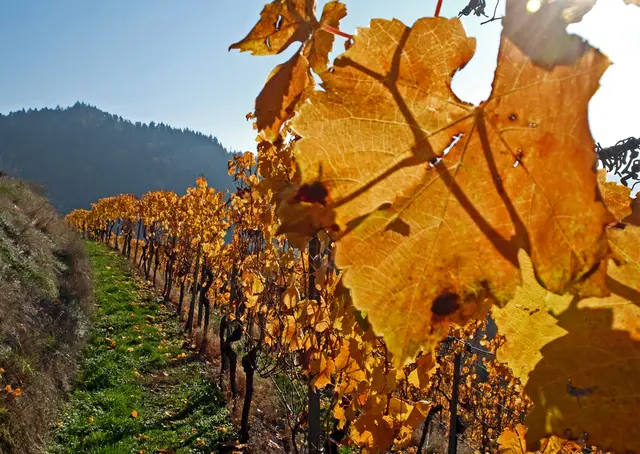 Foto: Alfred Schramm