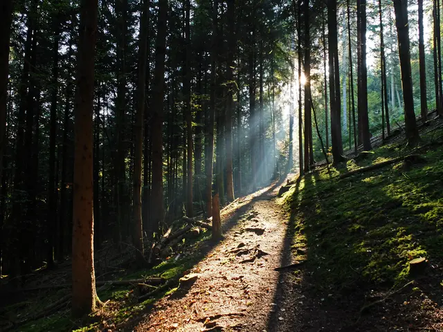 Foto: Alfred Schramm