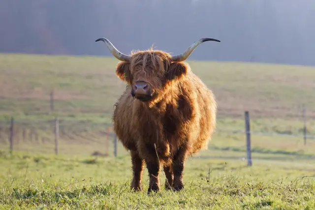Seelbacher Highland Cattle im Litschental
