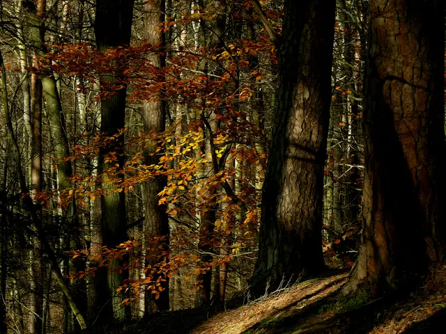 Foto: Alfred Schramm