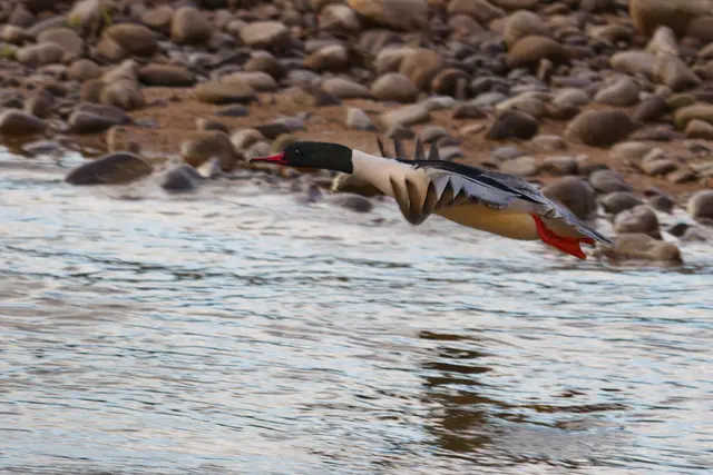 Man sieht die Gänsesäger bei uns hauptsächlich als Wintergäste. Ihre Brutgebiete befinden sich im hohen Norden