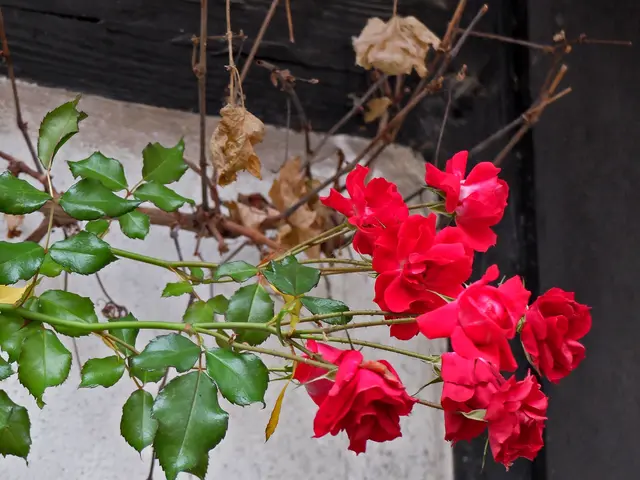Gesehen in der Gengenbacher Engelgasse. | Foto: Alfred Schramm