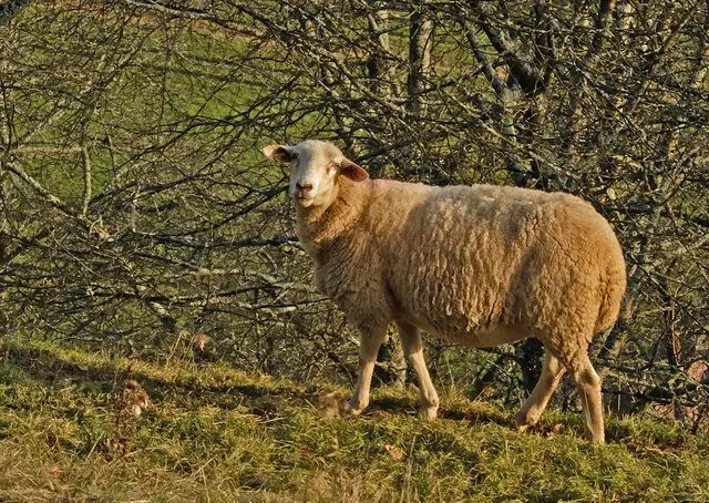 Foto: Alfred Schramm