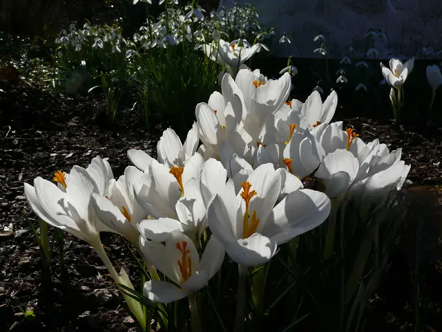 Foto: Alfred Schramm