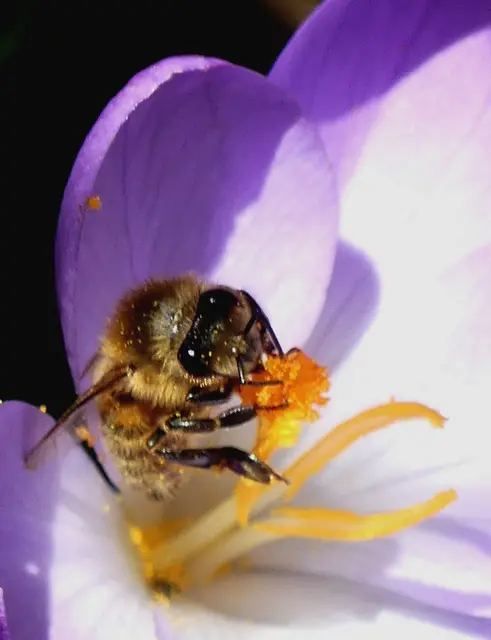.. heute am 26.02.26 bei 20° 🌞.. ein unüberhörbares Gesumme der Bienen-Schar 