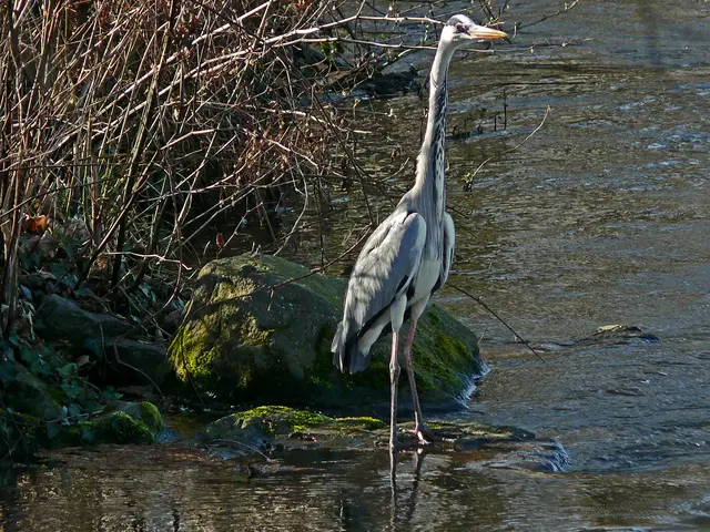 Foto: Alfred Schramm