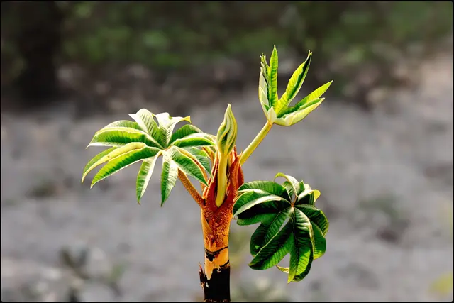 Chinesischer Reispapierbaum
