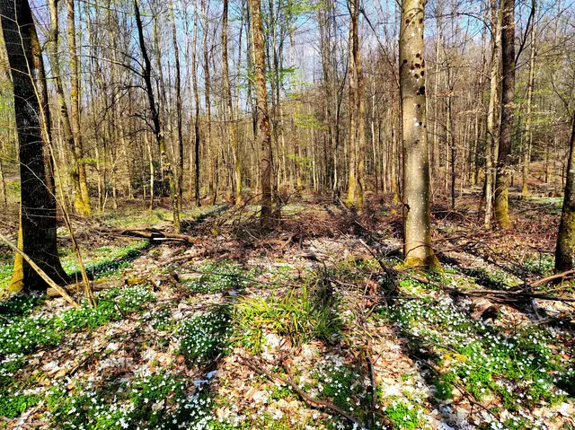 Natur.- Künstlerhand Gemälde.. 👌