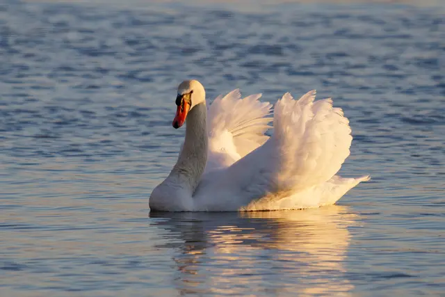 Höckerschwan im Moment des Lichtes kurz vor Sonnenuntergang am Rhein bei Nonnenweier 