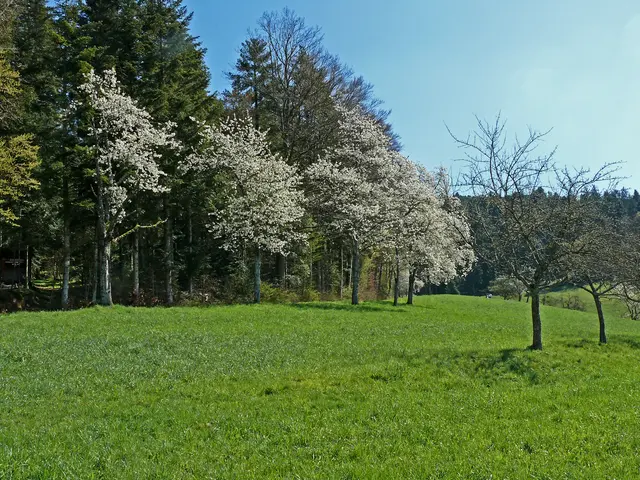 Foto: Alfred Schramm