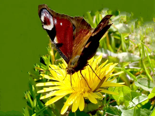 .. den ausgefransten Flügel entnehmend, ein älterer Jahrgang.. 🤔😲