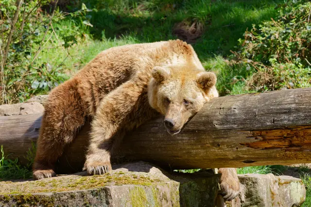 Besuch im ALTERNATIVEN WOLF- und BÄRENPARK Schwarzwald
Bad Rippoldsau-Schapbach