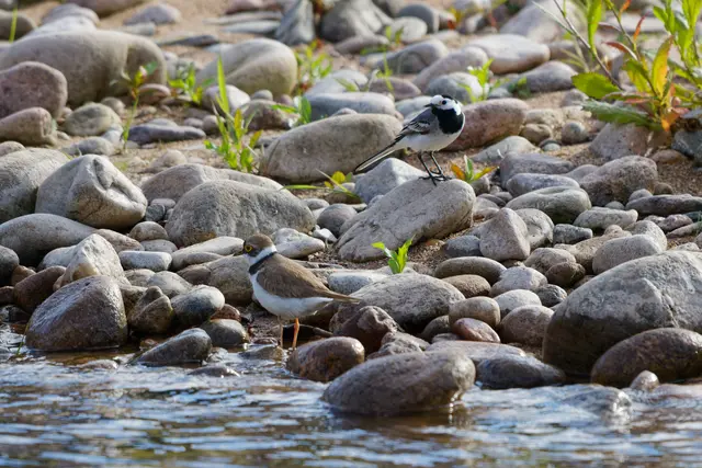 Der Flussregenpfeifer ist ein Langstreckenzieher, der den Winter südlich der Sahara in Afrika verbringt. Sollte er hier an der Kinzig brüten, es wäre ein Erfolg für den Naturschutz
