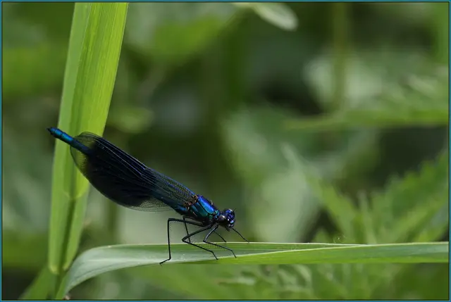 Libelle