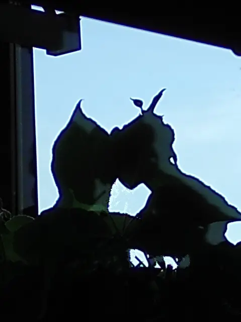 📷.. Schnappschuss an meiner Mauer.-Staude im Gegenlicht.. die Gedanken (Fantasy) sind wiedermal frei. 