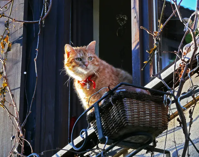 Mauz schaut neugierig aus dem Fenster und beobachtet, was auf der Straße vor sich geht. | Foto: Alfred Schramm