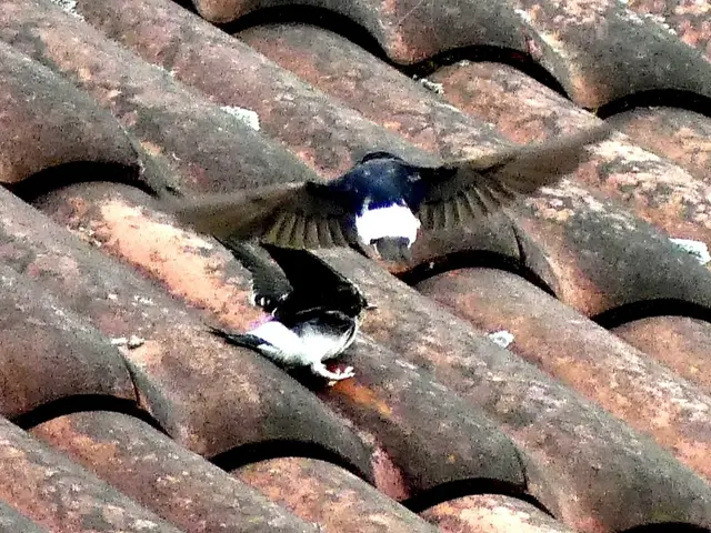 .. Entfernung u. Größe der Schwalben machen trotz 600 mm Tele, Bild.- Qualitätseinbußen unumgänglich.. 😢