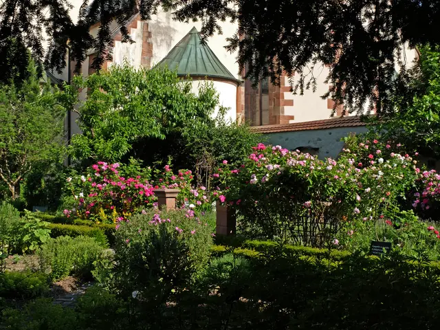 Sie sind jedes Jahr ein wunderbarer Anblick und immer bestens für eine Fotoaufnahme geeignet. Die Rosen im Gengenbacher Kräutergarten.
Dieser befindet sich bei der Stadtkirche St. Marien, nicht weit von der Gengenbacher Altstadt entfernt, und er ist ein wahrer Ort der Ruhe.  | Foto: Alfred Schramm