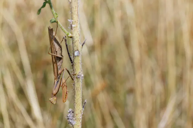 Hellbraune Gottesanbeterin (Mantis religiosa),
wunderbar getarnt im trockenen
Spätsommergras des Kaiserstuhls.