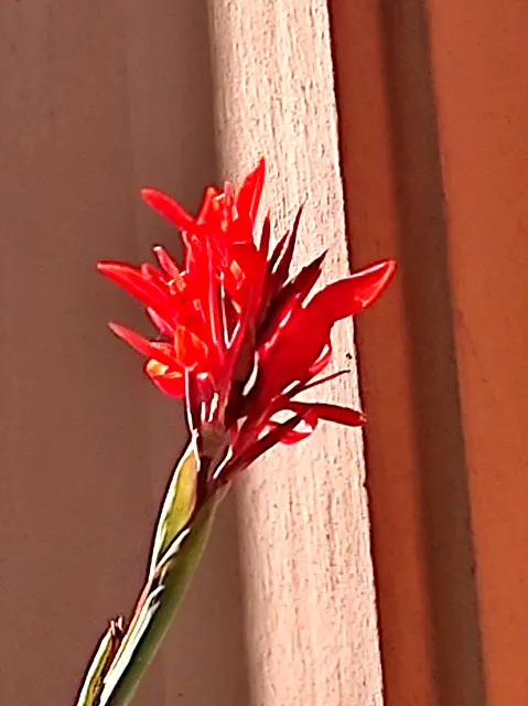 .. als deer Hingucker natürlich, die canna - indica Blüte.