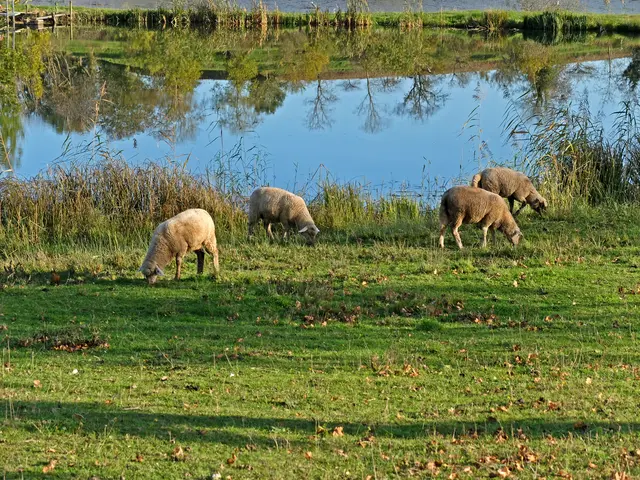Foto: Alfred Schramm